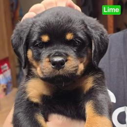 Girl 6 - Black and mahogany female Rottweiler puppy in Hamburg, New York from World Class Rottweilers And French bulldogs