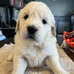 Girl 1 - Light golden female Golden Retriever puppy in Graham, Washington from Purebred Golden Paws