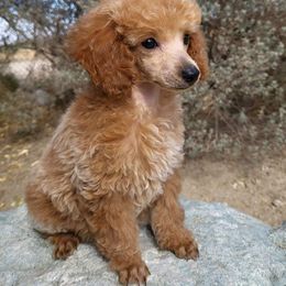 Poodle Puppies from Princely Poodles