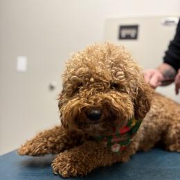 Benji - Red  male Goldendoodle puppy in Bristol, Tennessee from 4goldendoodles