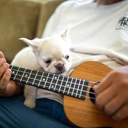 French Bulldog Puppies from Christine's French Bulldogs