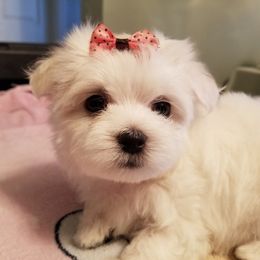Collin Maltese breeder of Maltese
