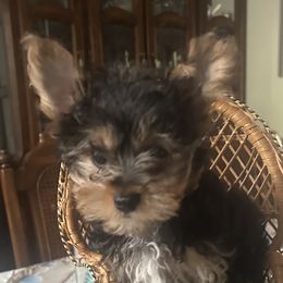 NO NAME - male Sporty Mix puppy in Newnan, Georgia from Shirley's Yorkie poos