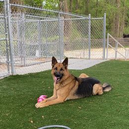 "'" German Shepherd All Grown Up from Angel Oak German Shepherds