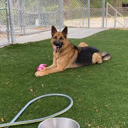 "'" German Shepherd All Grown Up from Angel Oak German Shepherds