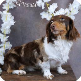 Picasso - Dachshund