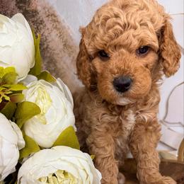 Moana - Red  female Goldendoodle puppy in Sheridan, Arkansas from Arkie Doodles