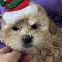 Polar - White male Shihpoo puppy in Cedar Springs, Michigan from Pridespoodles