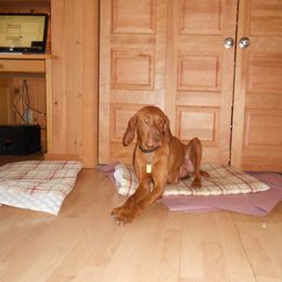 Vizsla Puppies from Mill Pond Farm Vizslas