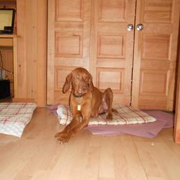 Vizsla Puppies from Mill Pond Farm Vizslas