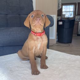 Plymouth-Red Collar - Golden rust male Vizsla puppy in Dugspur, Virginia from Pilgrims Trails Shorthairs