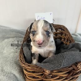 Girl 4 - Blue merle female Miniature Australian Shepherd puppy in Mt Juliet, Tennessee from J&J Harmony Acres