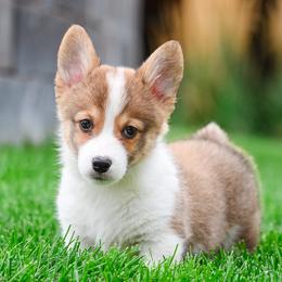Pickles - Red male Pembroke Welsh Corgi puppy in Mona, Utah from Sorensen Corgis