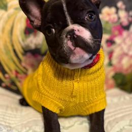 French Bulldogs and Shih Tzus from Frannie and Annie Shih Tzu Babies