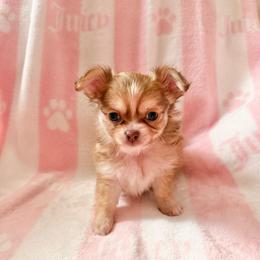 Ella - Sable spotted white female Chihuahua puppy in Doyle, California from Dreamy Divine Chihuahuas