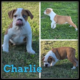 Charlie - Red and white male Olde English Bulldogge puppy in Wheeler, Michigan from Haase Family Kennels