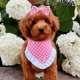 Thea-Toy Poodle - Red female Maltipoo puppy in Morehead, Kentucky from Paw Perfect Pets