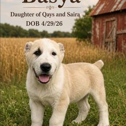BASYA - Fawn female Central Asian Shepherd Dog puppy in Michigan from Guardian Dog