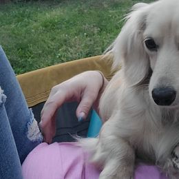 Dachshunds from Rigdon's dachshunds