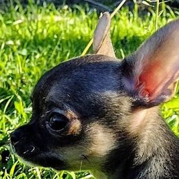 Tabitha - Chihuahua