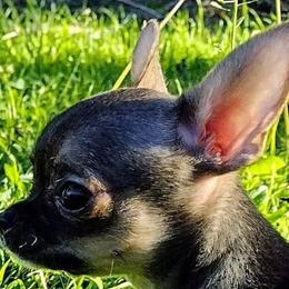 Tabitha - Chihuahua