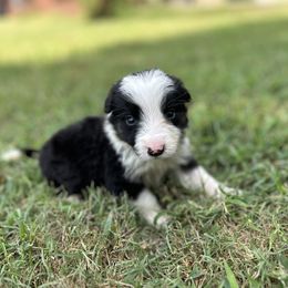 Angus - Tri-color male Border Collie puppy in Shawnee, Oklahoma from Cross K Working Collies