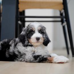 Winston - Blue merle male Bernedoodle puppy in Spokane, Washington from Lilac City Doodles