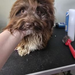 Jasper - Havanese