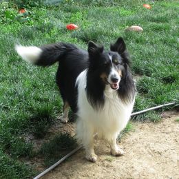 Batman - Shetland Sheepdog