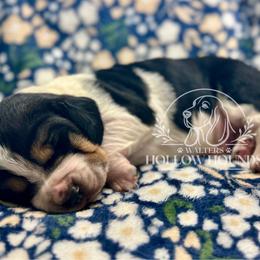 Buck - Black white and brown male Basset Hound puppy in Richmond, Kentucky from Walters Hollow Hounds
