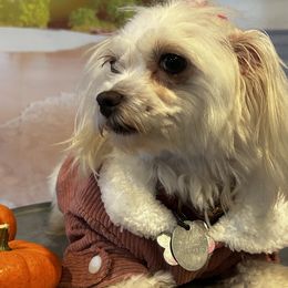 Oakley - Maltese