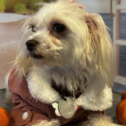 Oakley - Maltese