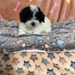 Razzy - Parti male Poodle puppy in Pounding  Mill, Virginia from Rosa's Chihuahuas