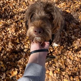 Dutch - Portuguese Water Dog