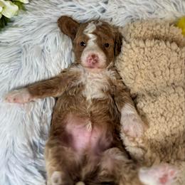 Waldo - Apricot male Poodle puppy in Hemet, California from Vallevistadoodles