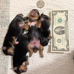 Teacup Thumbelina - Black and gold female Yorkshire Terrier puppy in Fairview, West Virginia from Prims Puppies LLC