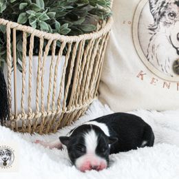 Miniature Australian Shepherd Puppies from Yarborough Kennels