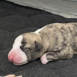 Boy 3 - Fawn brindle male Whippet puppy in Coventry, Rhode Island from Aristaios Farms