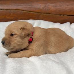 Thomas - Light golden male Golden Retriever puppy in North Pole, Alaska from Mulberry Retrievers
