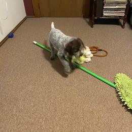Wirehaired Pointing Griffon All Grown Up from Luther Smith