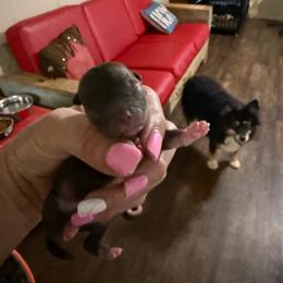 Uranus - Chocolate and white female Chihuahua puppy in Dime Box, Texas from Color Me Crazy Chihuahuas
