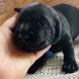 Black male - Black male Labrador Retriever puppy in Decatur, Indiana from Golden Bundles