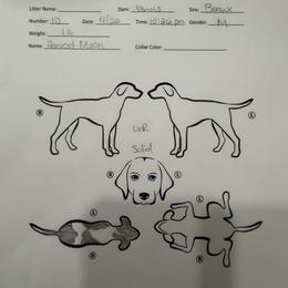 Harvest Moon - Liver and white male German Shorthaired Pointer puppy in San Antonio, Texas from Alvarado Farm Kennels, LLC