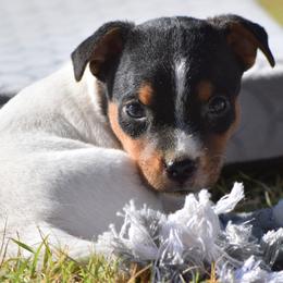 Molly - Tan and white female Jack Russell Terrier puppy in Menifee, California from Wendover Terriers