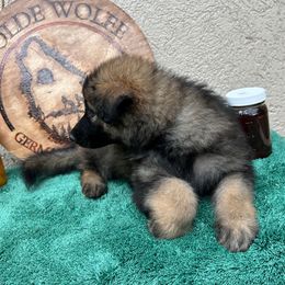 Dark Blue Collar Boy - Sable male German Shepherd puppy in Columbus, Mississippi from Olde Wolfe German Shepherds