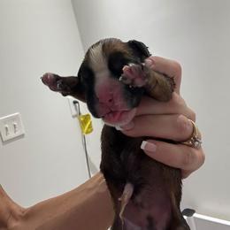 Girl 2 - Fawn female Boxer puppy in Jamesville, New York from Reynolds Homestead Boxers