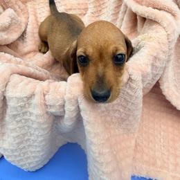 Ross - Red male Dachshund puppy in Gavilan Hills, California from Bacchanal Kennel/Ranch
