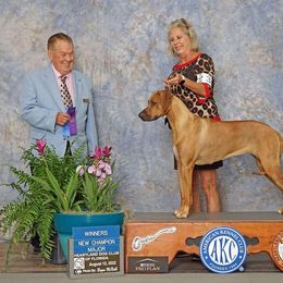 Johari - Rhodesian Ridgeback
