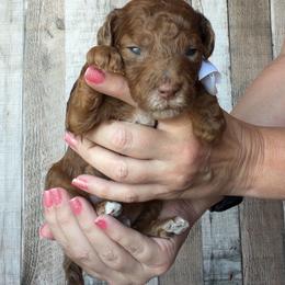 Ray - Merle male Goldendoodle puppy in Decatur, Texas from Scherrer Sweet Goldendoodles