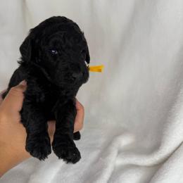 Maple - Black female Poodle puppy in Longview, Washington from Evergreen Miniature Poodles